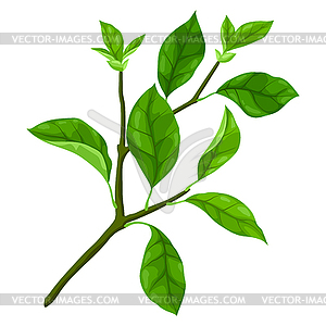 Branch with leaves. Spring or summer stylized - vector clip art