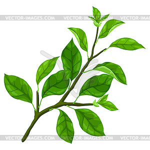 Branch with leaves. Spring or summer stylized - vector clipart / vector image