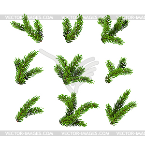 Background with Christmas tree branches - vector image