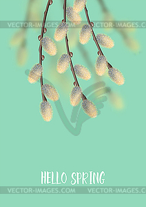 Spring willow in bloom - vector clip art