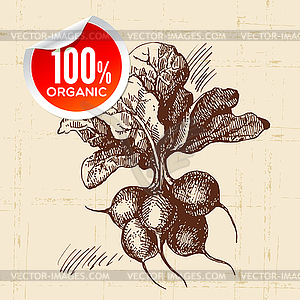 Sketch vegetable radish. Eco food background. i - royalty-free vector image