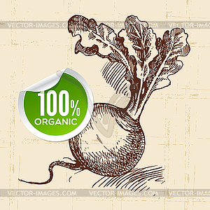 Sketch vegetable turnip. Eco food background. i - vector clipart