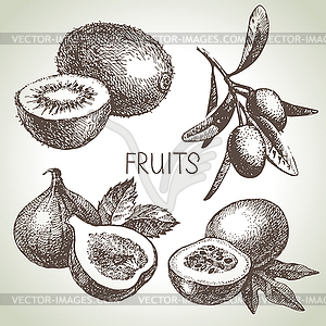 Sketch fruit set. Eco foods - vector clipart