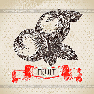 Sketch fruit apricot. Eco food background. ill - vector clip art