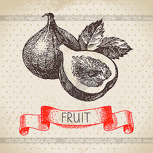 Sketch fruit fig. Eco food background. illustr - vector image