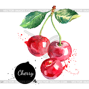 Watercolor painting cherry. Vecto - vector clip art