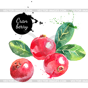 Watercolor cranberry painting. Ve - vector image