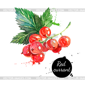 Watercolor painting red currants - vector image