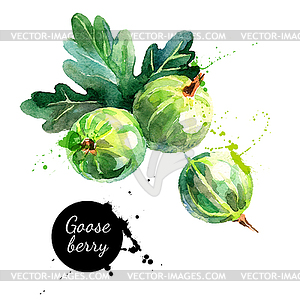 Watercolor painting gooseberry. V - vector image