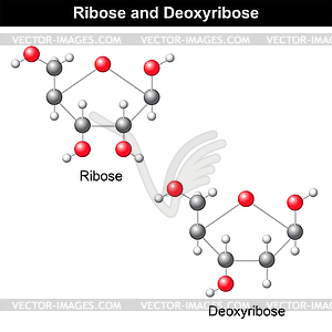 Ribose and deoxyribose structures - vector image