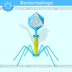 Bacteriophage DNA virus - vector clip art