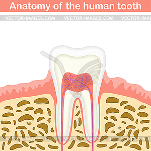 Anatomy of human tooth - vector clip art