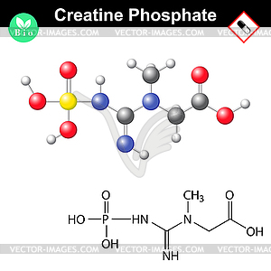 Creatine phosphate molecular structure - vector image