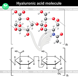 Hyaluronic acid molecule - vector image