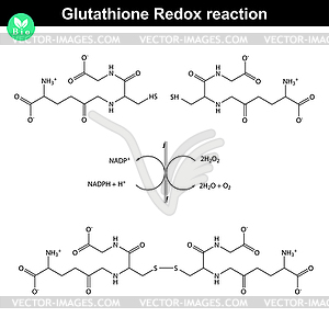 Glutathione redox reaction - vector clipart / vector image