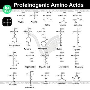 Proteinogenic amino acids - vector image