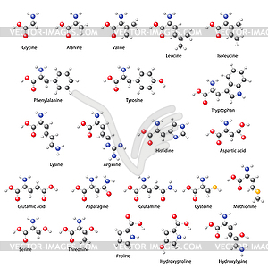 Amino acids - main structural chemical formulas - vector clip art