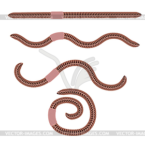 Animal Earth Red Worms - vector image