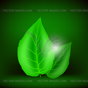 Two Green Leaves - vector image