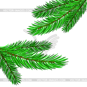 Fir Green Branches - vector image