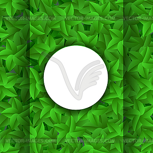 Зеленые листья шаблон. Evergreen Hedgegrow - векторный графический клипарт
