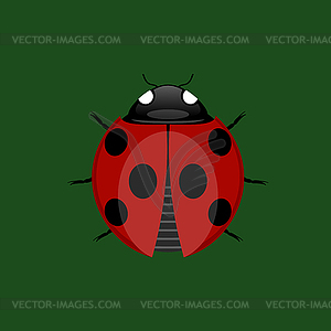 Summer Ladybug Icon - vector image