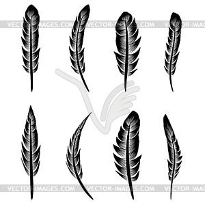 Feather Silhouette Collection - vector image