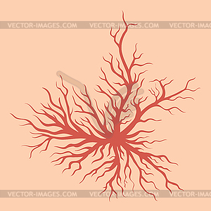 Spider Veins on Skin. Human Vessel, Health Arteries - vector clipart