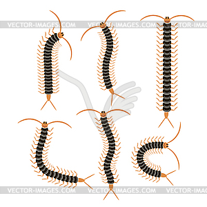 Black Cartoon Scolopendra . Giant Sentipede Animal - vector image