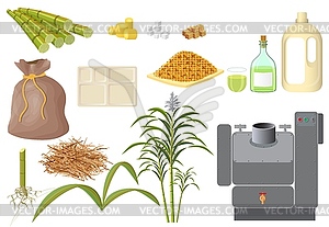 Сахарный тростник и его различные производные, полученные из - векторный клипарт EPS