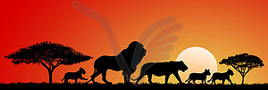 African lions - vector clipart