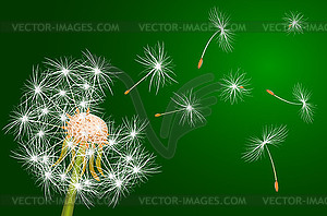 Dandelion, flowering plant - vector image