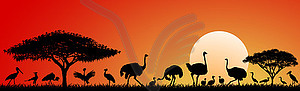 Birds of savannah - vector clipart