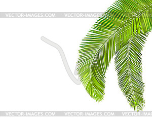 Palm tree leaf branch - vector clip art