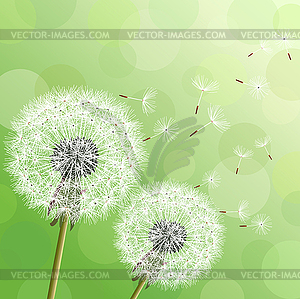 Green background with two flowers dandelions - vector EPS clipart