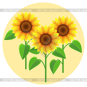 Beautiful flowers sunflowers - vector clipart / vector image