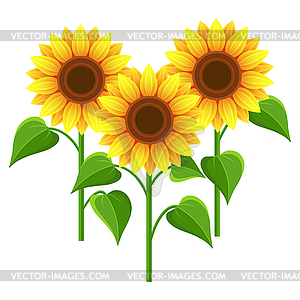 Summer flowers sunflowers - stock vector clipart