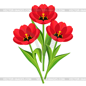 Spring flowers tulips - vector image