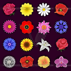 Big set of spring or summer flowers - vector clipart