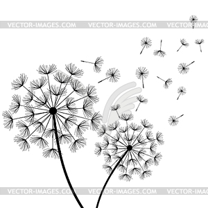 White background with two stylized black dandelions - vector clip art