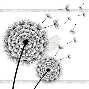 Two beautiful flowers dandelions - vector clipart