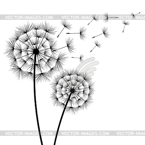 Two flowers dandelions silhouette - royalty-free vector clipart