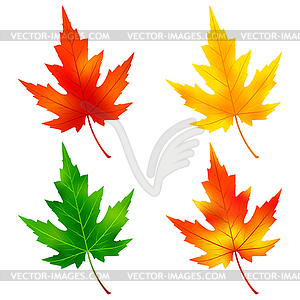 Set of colorful maple tree leaf - vector image