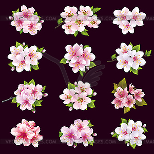 Set of cherry and apple blossom, sakura tree flowers - royalty-free vector clipart