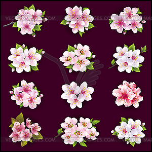 Set of cherry and apple blossom - vector clipart