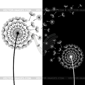 Two black and white dandelions blowing - vector clip art