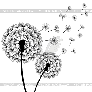 Two black dandelions blowing - vector clip art