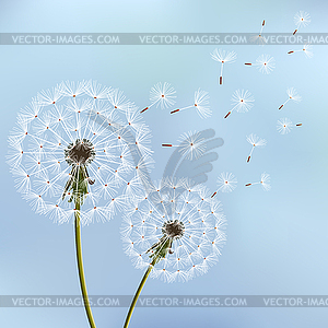 Stylish background with two dandelions blowing - vector image