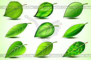 Set of green fresh leaves - royalty-free vector image