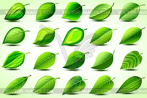 Set of green stylized leaves - vector clipart